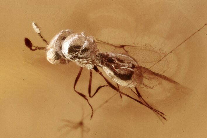 Detailed Fossil Parasitoid Wasp and Springtail in Baltic Amber #346570